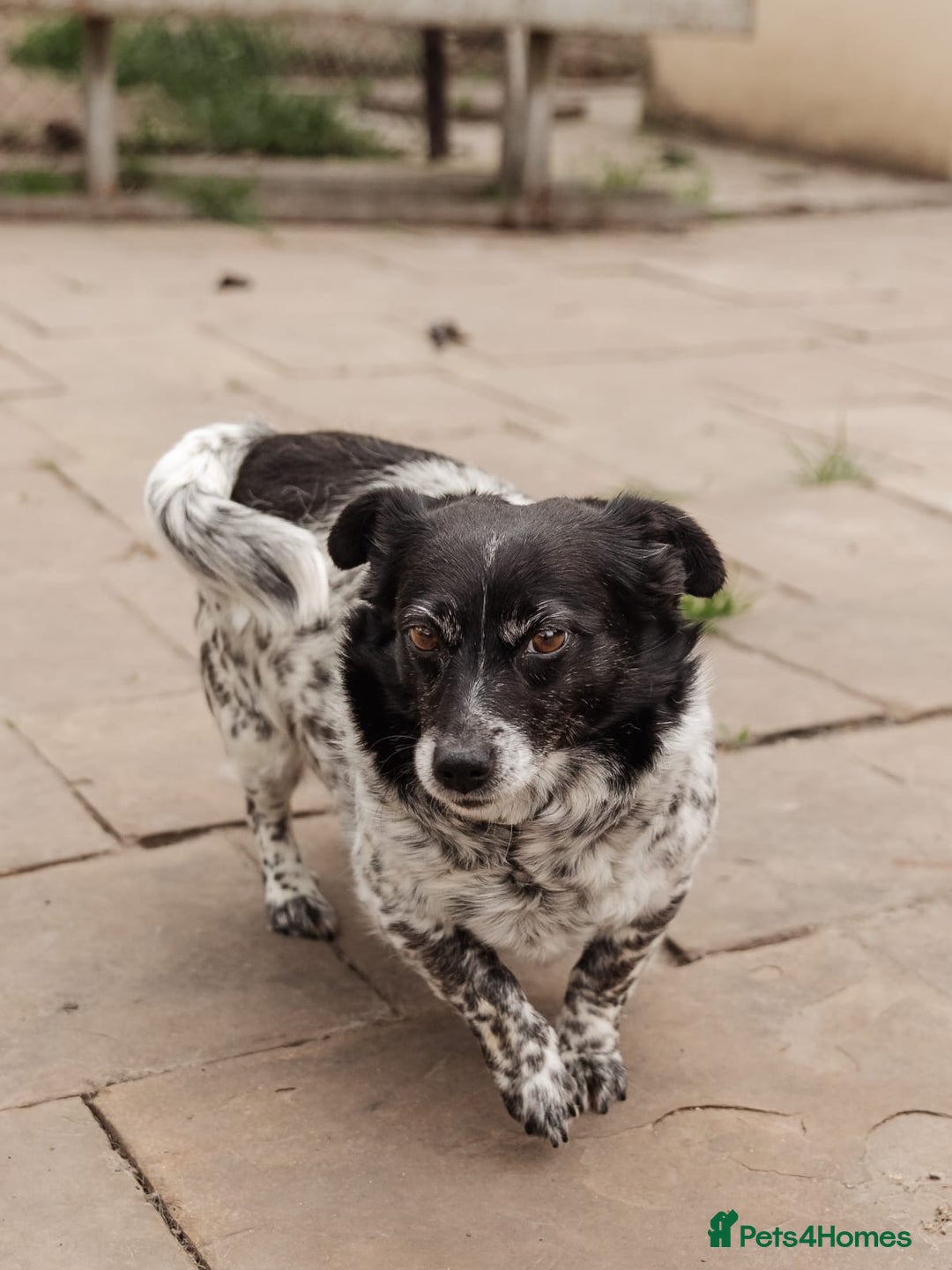 Mixed Breed dogs for adoption: 💖🐶 LYRA 🐶💖 - Image 8