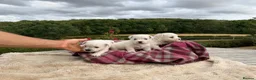 West Highland Terrier dogs for sale: Pedigree KC registered WESTIE puppies in Welshpool - Advert 7