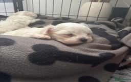 Maltese dogs for sale: Kc Maltese boys 💙💙 - Image 8