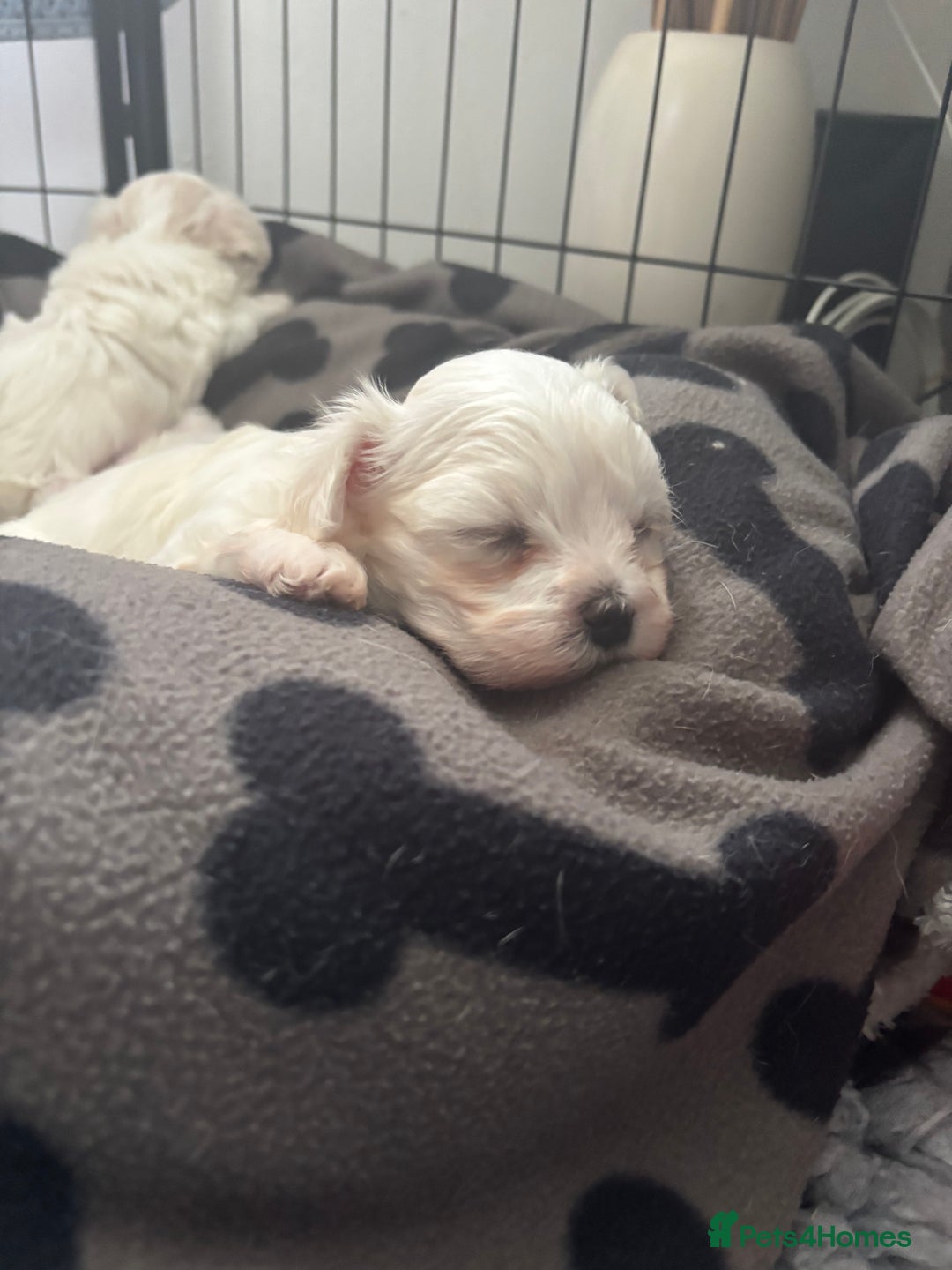 Maltese dogs for sale: Kc Maltese boys 💙💙 - Image 8