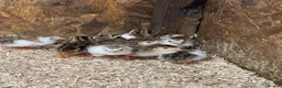 Guinea Fowl poultry for sale: Guinea fowl keets  - Advert 2