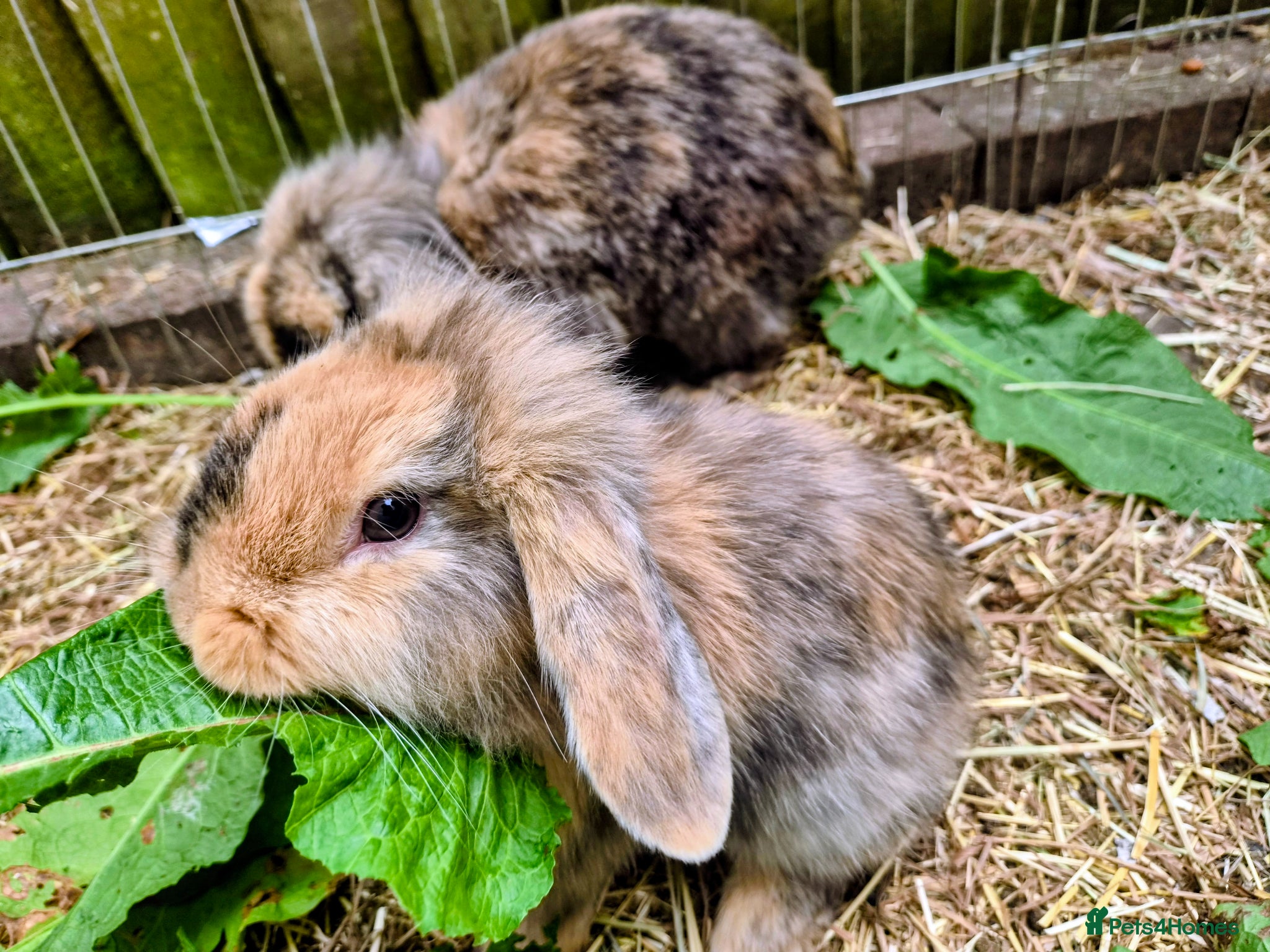 Mini Lion Lop rabbits 4 lionhead lops for sale - Advert 1