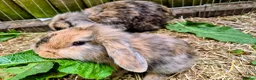 Mini Lion Lop rabbits for sale: 4 lionhead lops for sale - Advert 1