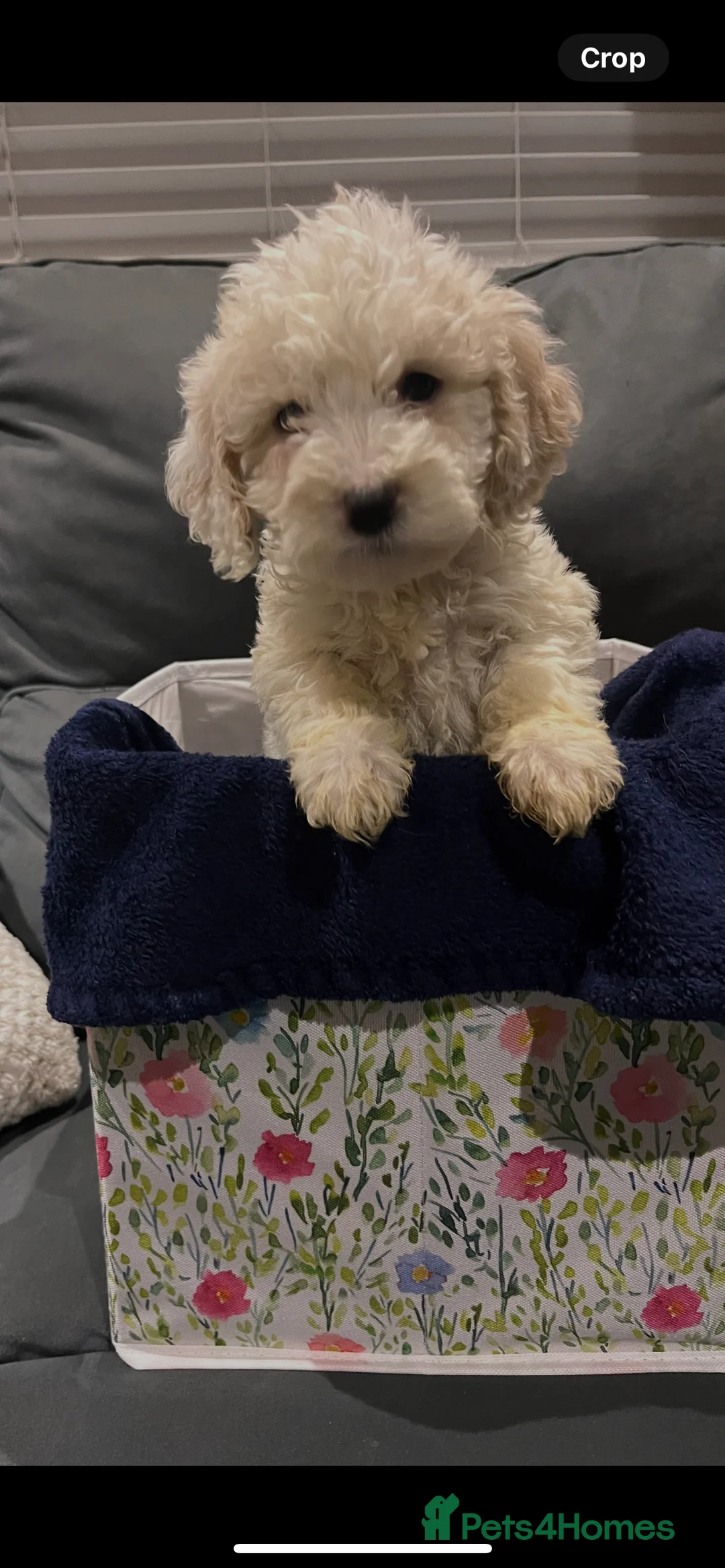 Cockapoo dogs for sale: 10 beautiful cockerpoo pups ready in 1 week  - Advert 2