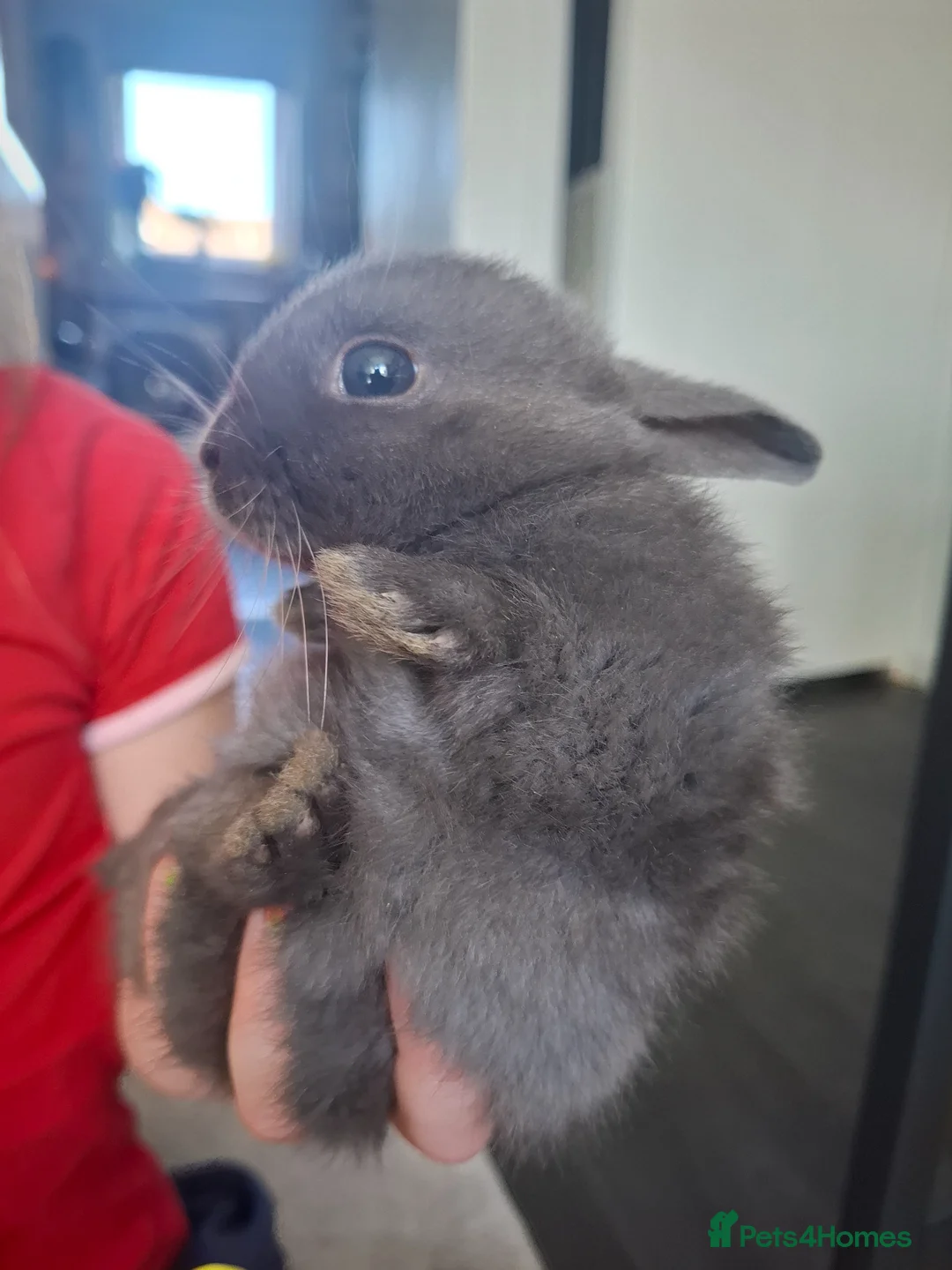 Dutch rabbits for sale: 2 beautiful grey baby rabbits left. in Grimsby - Advert 2