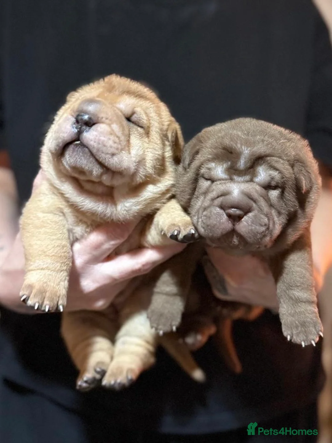 Shar Pei dogs for sale: 4 beautiful KC registered puppies - Advert 4