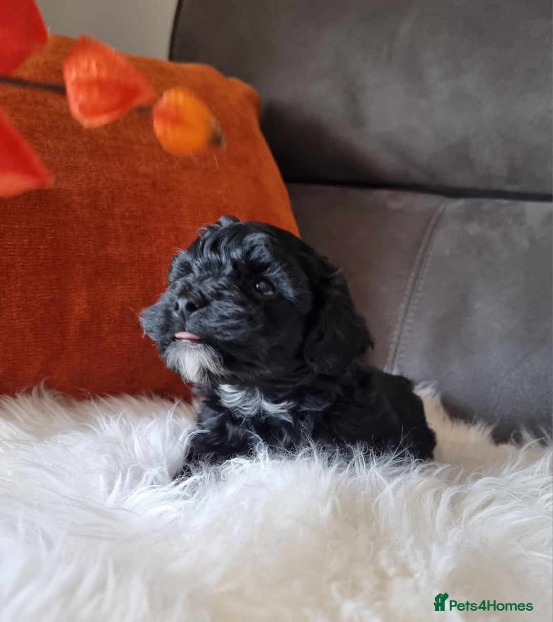 Shihpoo dogs for sale: Adorable best friend Shihpoo pups Fully Vaccinated - Advert 7