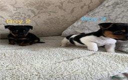 Jack Russell dogs for sale: Jack Russell  - Advert 3