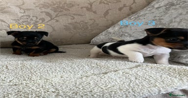 Jack Russell dogs Jack Russell  - Advert 11