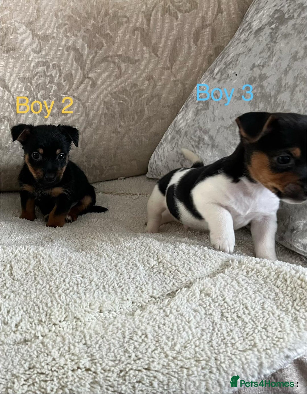 Jack Russell dogs for sale: Jack Russell  - Advert 3