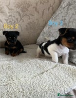 Jack Russell dogs Jack Russell - Advert 1