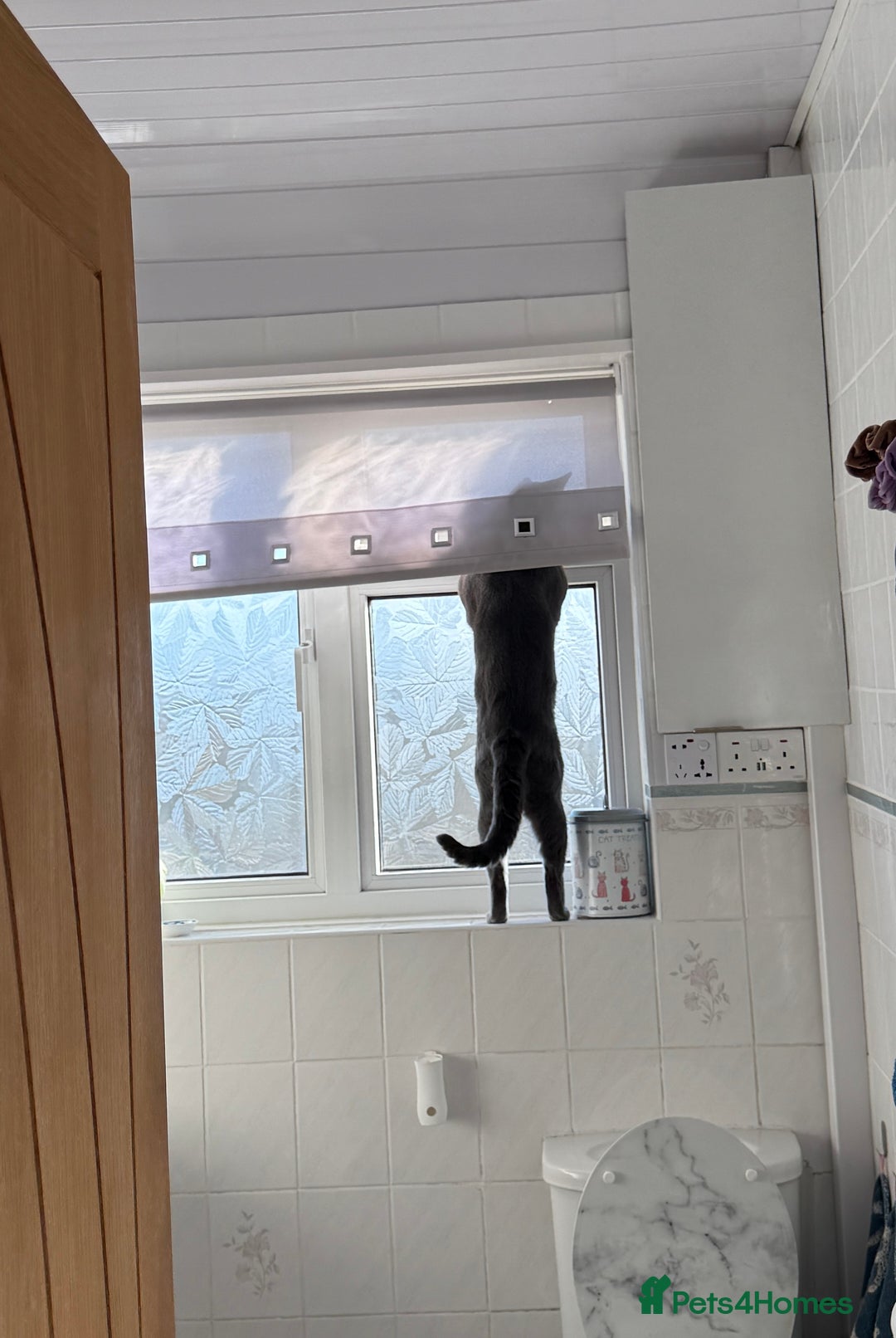 Russian Blue cats for stud: Pure Russian Blue Stud Available for Mating in Chessington - Advert 17