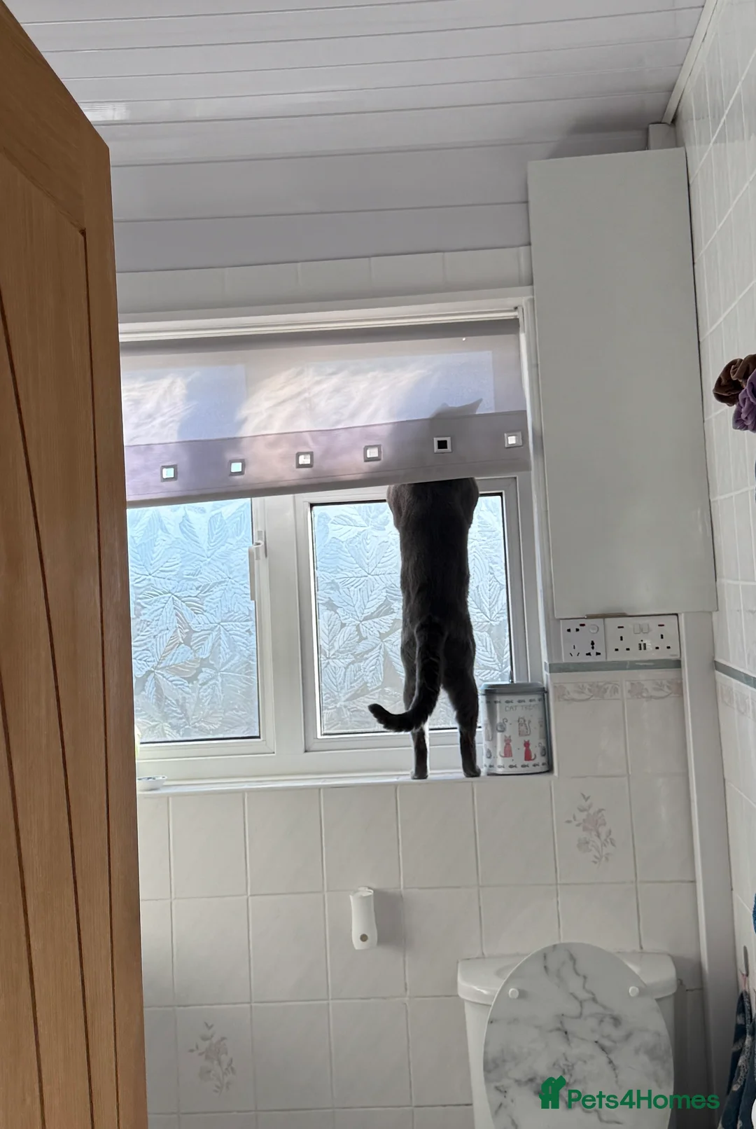 Russian Blue cats for stud: Pure Russian Blue Stud Available for Mating in Chessington - Advert 17