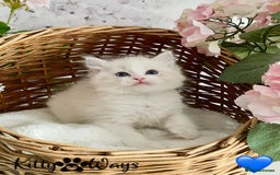 Ragdoll cats for sale: 🐾🩷*TICA REG* LYNX TABBY EU RAGDOLL KITTENS🩵🐾 - Image 13
