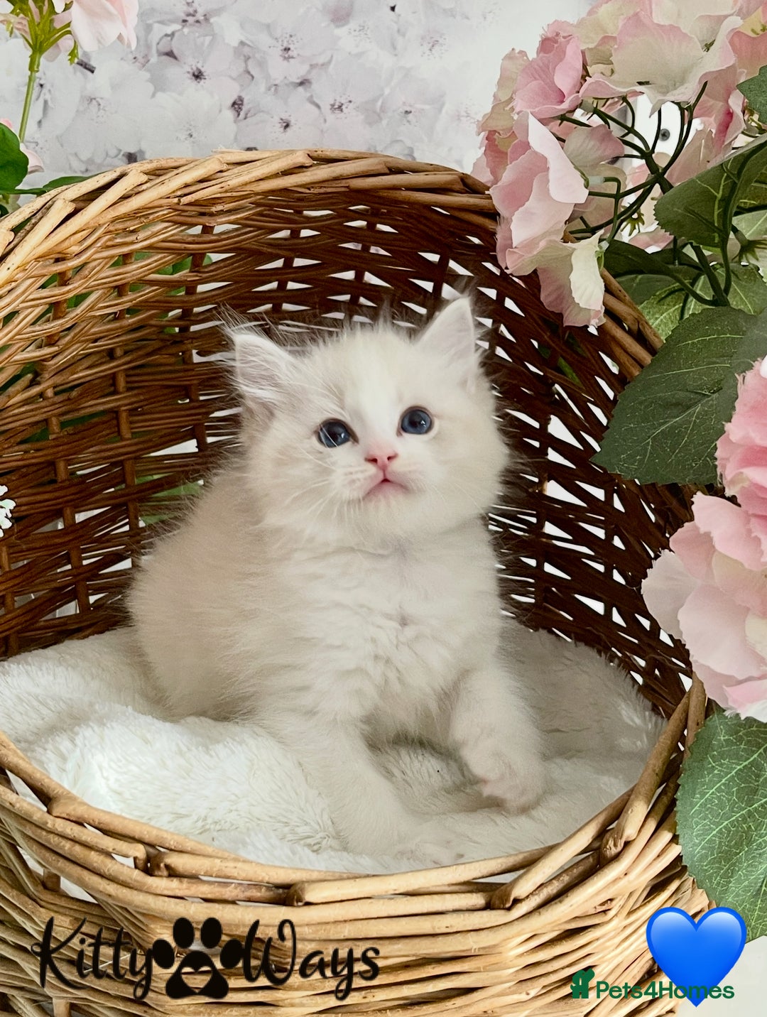Ragdoll cats for sale: 🐾🩷*TICA REG* LYNX TABBY EU RAGDOLL KITTENS🩵🐾 - Image 13