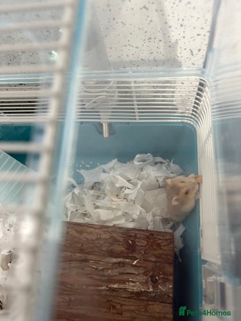 Hamster rodents - Advert 8