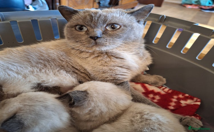 British Shorthair cats - Advert 15