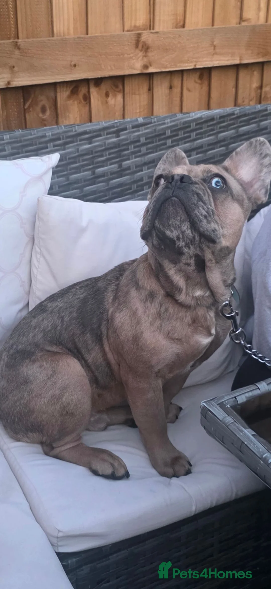 French Bulldog dogs for sale: Male merle frenchie  - Advert 5