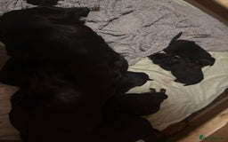 Rottweiler dogs for sale: Rottweiler Puppies  - Image 2