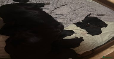 Rottweiler dogs - Advert 6