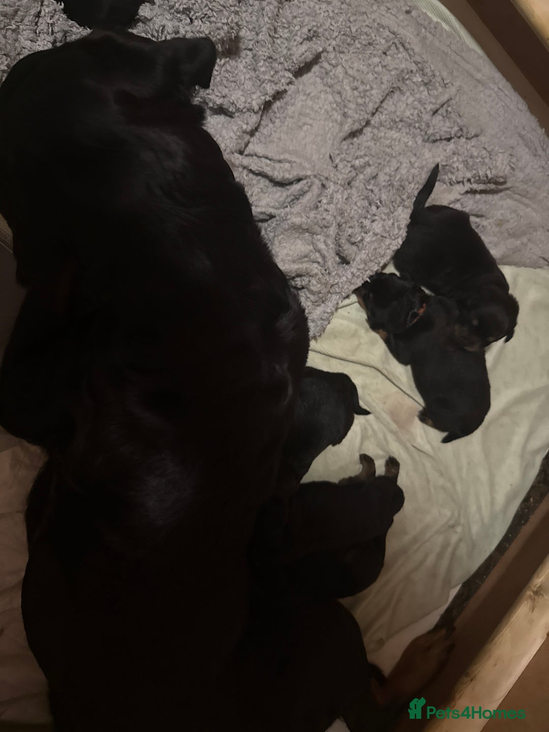 Rottweiler dogs for sale: Rottweiler Puppies  - Image 2