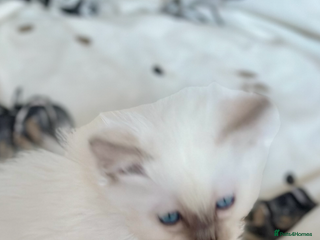 Ragdoll cats 🦋 ADORABLE GCCF BLUE BOY 🦋 - Advert 12