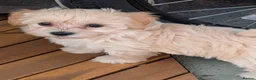 Maltipoo dogs for sale: Stunning Maltipoo puppies for loving homes - Advert 11