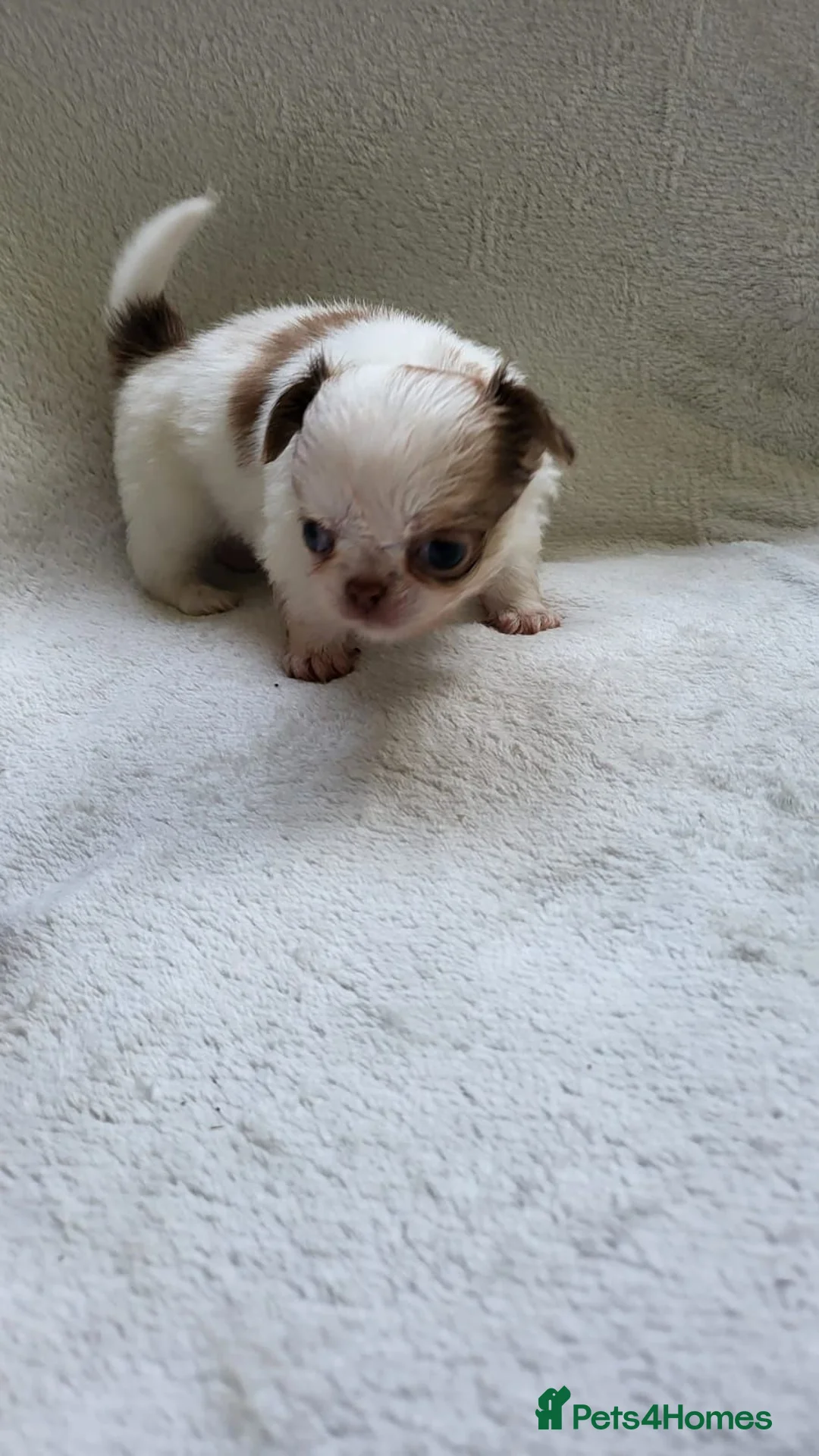 Chihuahua dogs for sale: Beautiful long haired chihuahua puppies - Advert 2