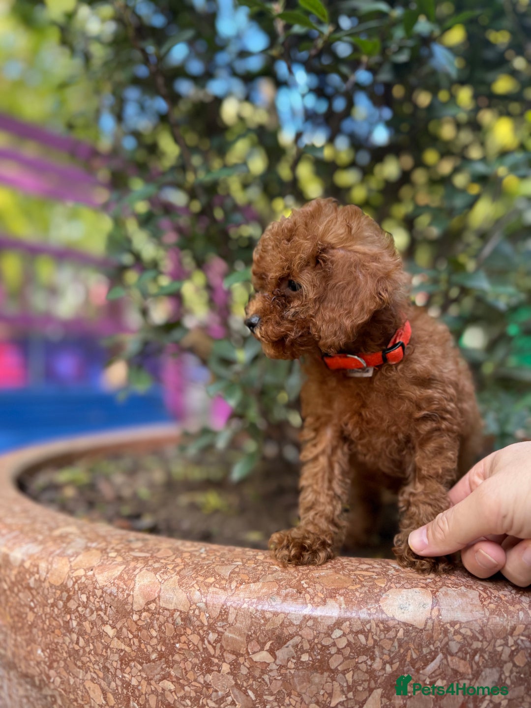 Toy Poodle dogs for sale: Adorable Toy Poodle Puppies  - Image 14
