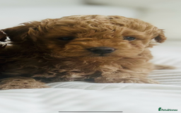Maltipoo dogs for sale: OUTSTANDING F1b Tiny Asian Maltipoo Puppies - Image 7