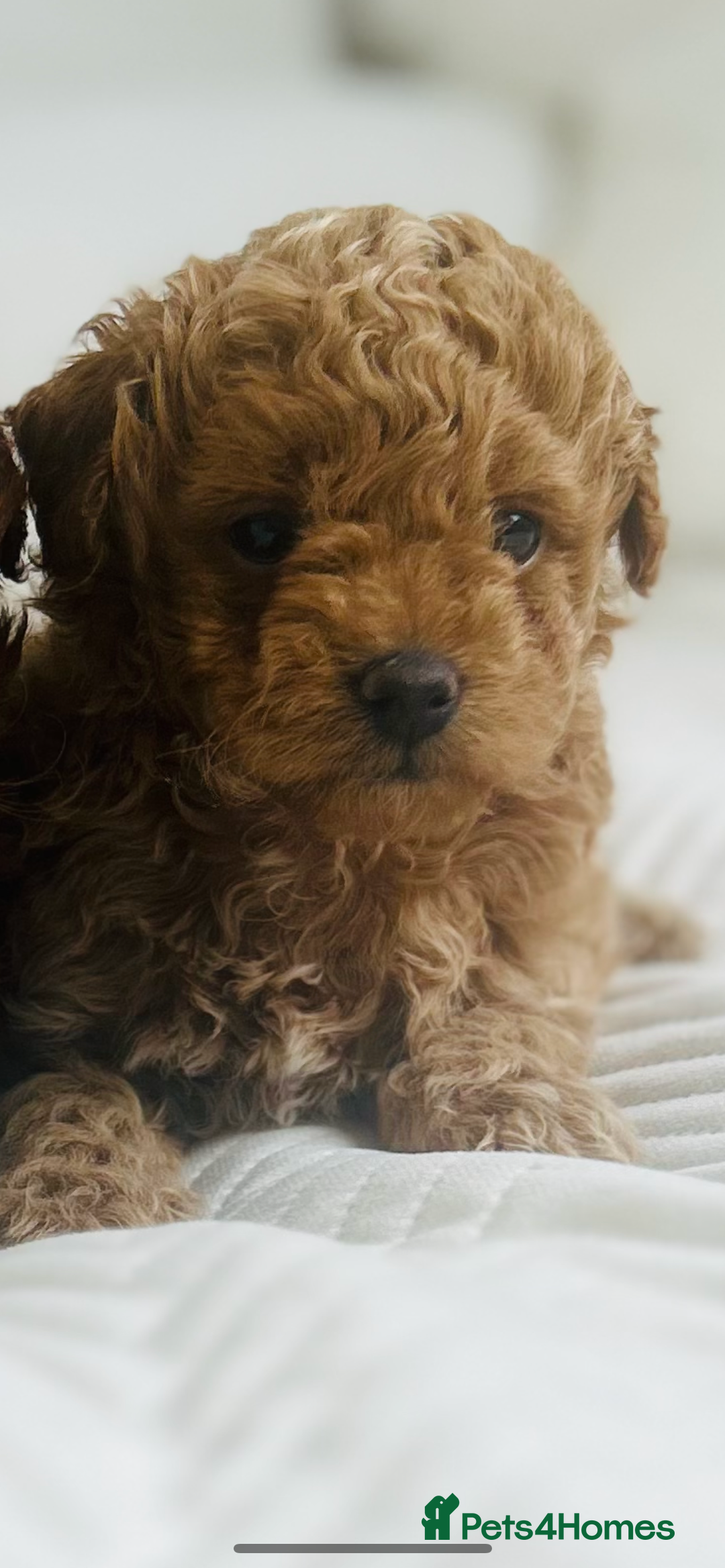 Maltipoo dogs for sale: OUTSTANDING F1b Tiny Asian Maltipoo Puppies - Image 7