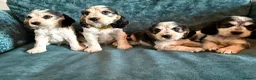 Cocker Spaniel dogs for sale: Amazing 5 Star KC Show Cocker Spaniels - Advert 1