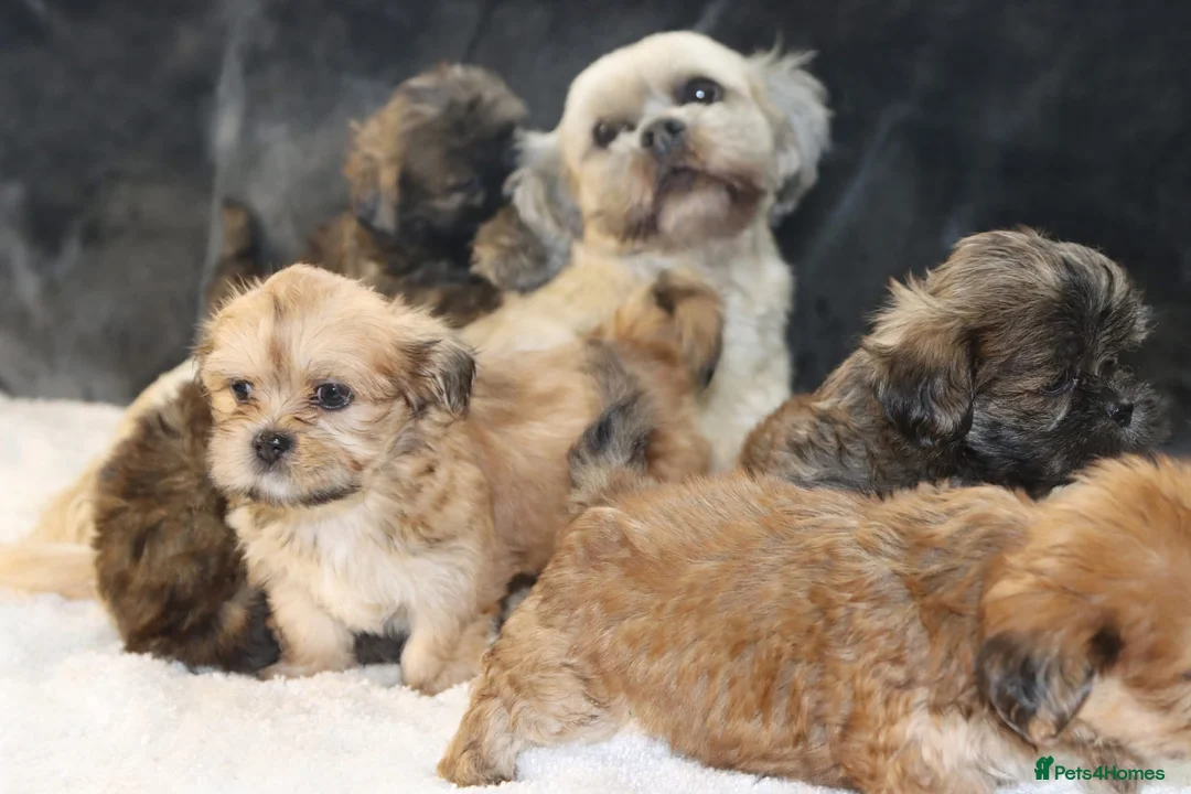 Lhasa Apso dogs for sale: 5 beautiful lahsa apso male pups for sale  - Advert 8