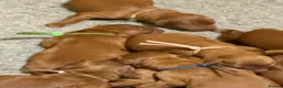 Irish Doodle dogs for sale: 🐾 Beautiful Irishdoodle Puppies - Advert 11