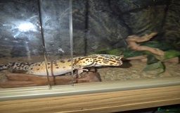 Leopard Gecko reptiles for sale: Kevin the leopard gecko - Image 2