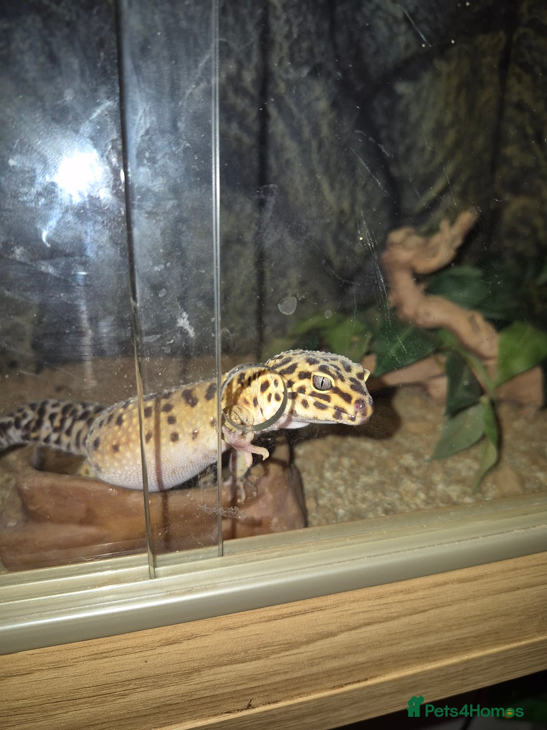 Leopard Gecko reptiles for sale: Kevin the leopard gecko - Image 2