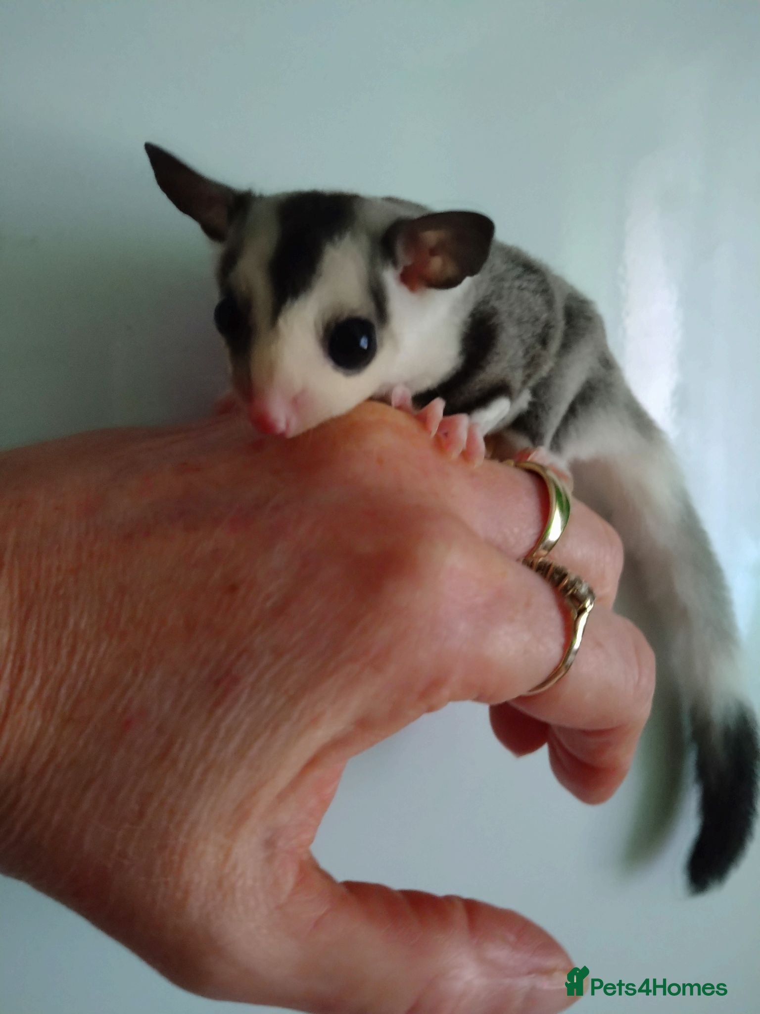 Sugar Glider rodents Stunning baby sugar gliders  - Advert 1