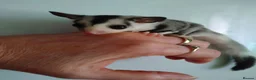 Sugar Glider rodents for sale: Stunning baby sugar gliders  - Advert 1