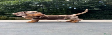 Miniature Dachshund 2