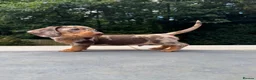 Miniature Dachshund dogs for sale: KC registered. Miniature Dachshunds. PRA clear. - Advert 16