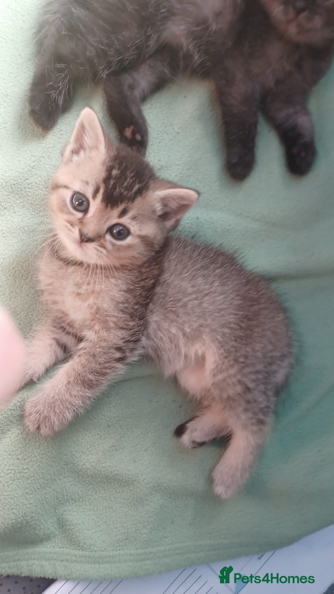Mixed Breed cats Three Kittens - Advert 1