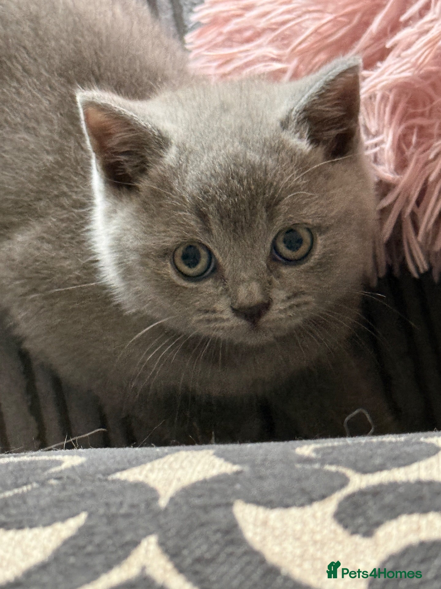 British Shorthair cats Pedigree TICA  BSH blue & lilac kittens  - Advert 2