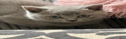 British Shorthair cats for sale: Pedigree TICA  BSH blue & lilac kittens  - Advert 4