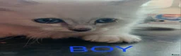 Ragdoll cats for sale: Rare Pattern Ragdoll-Super cudly teddybear kittens - Advert 18