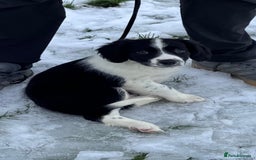 Sprollie dogs for sale: River - 9 week old Sprollie - Advert 2