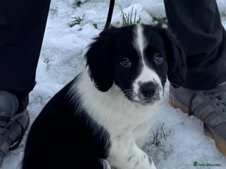 Sprollie dogs River - 9 week old Sprollie - Advert 2