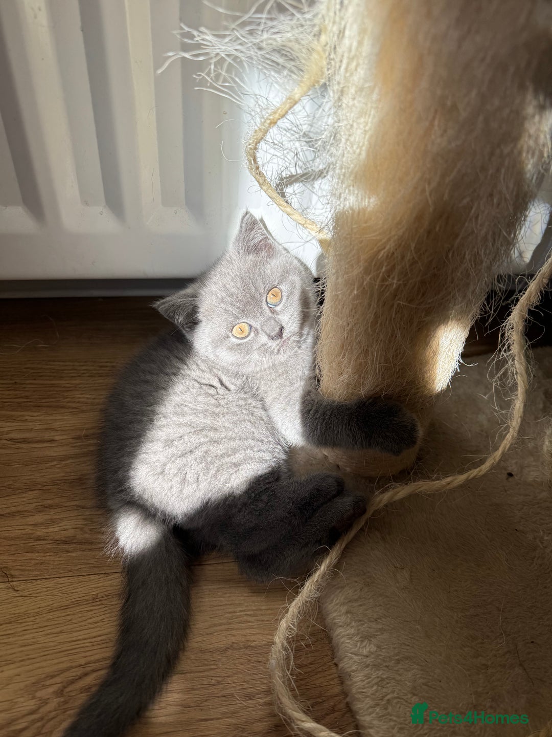 British Shorthair cats for sale: British blue short hair - Image 5