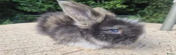 Angora rabbits for sale: 🩷 FULL FACE ANGORA BABIES- PARENTS FROM🇫🇷 - Advert 33