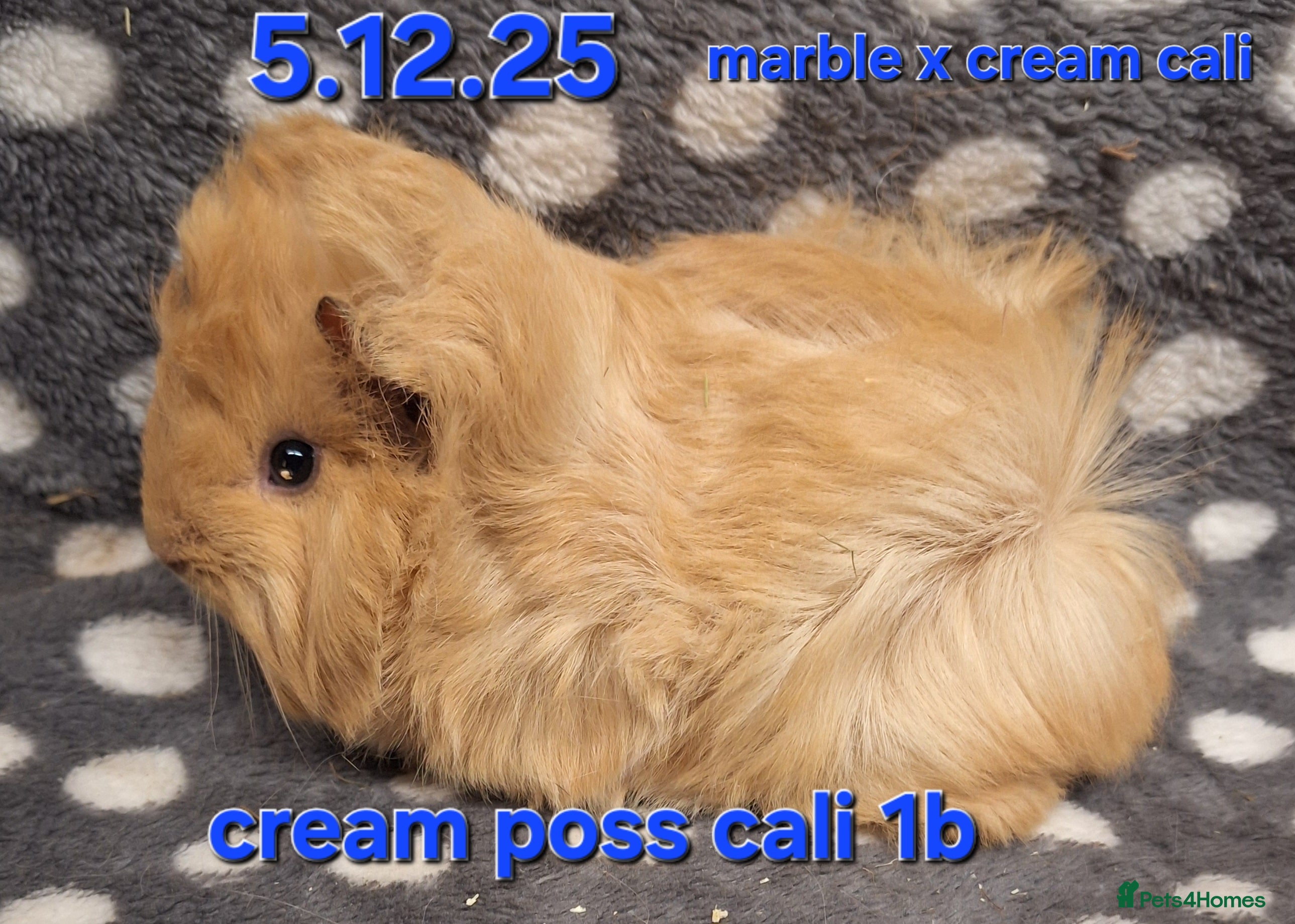 Guinea Pig rodents Baby male peruvian guinea pigs  - Advert 22