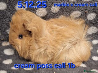 Guinea Pig rodents Baby male peruvian guinea pigs - Advert 15